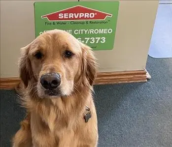 Benny, team member at SERVPRO of Marine City / Romeo