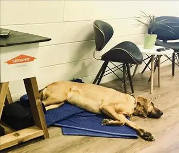 Annabelle, team member at SERVPRO of Longmont