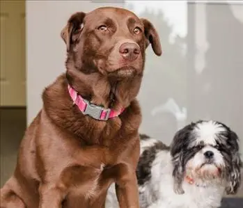Blue & Oliver, team member at SERVPRO of Blount County