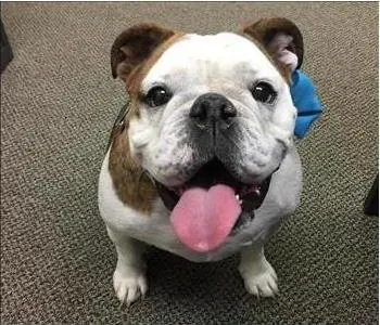 Daisy, team member at SERVPRO of Jackson, SE Ingham County