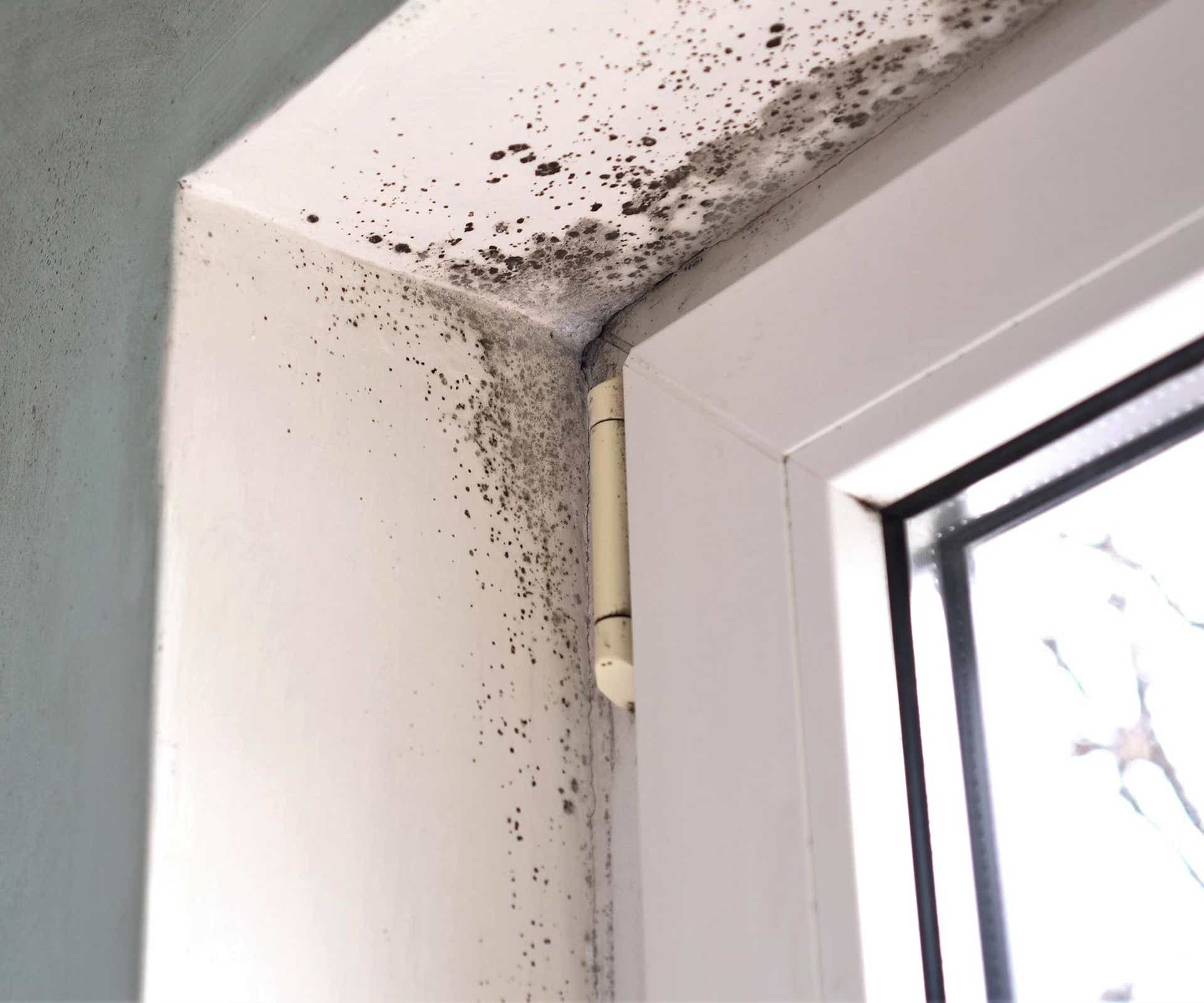 Mold Damage Tips