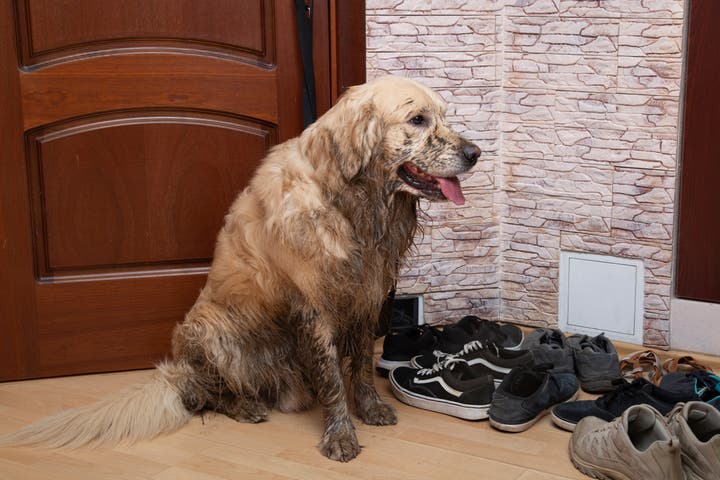 Kalamazoo residential odor cleaning services