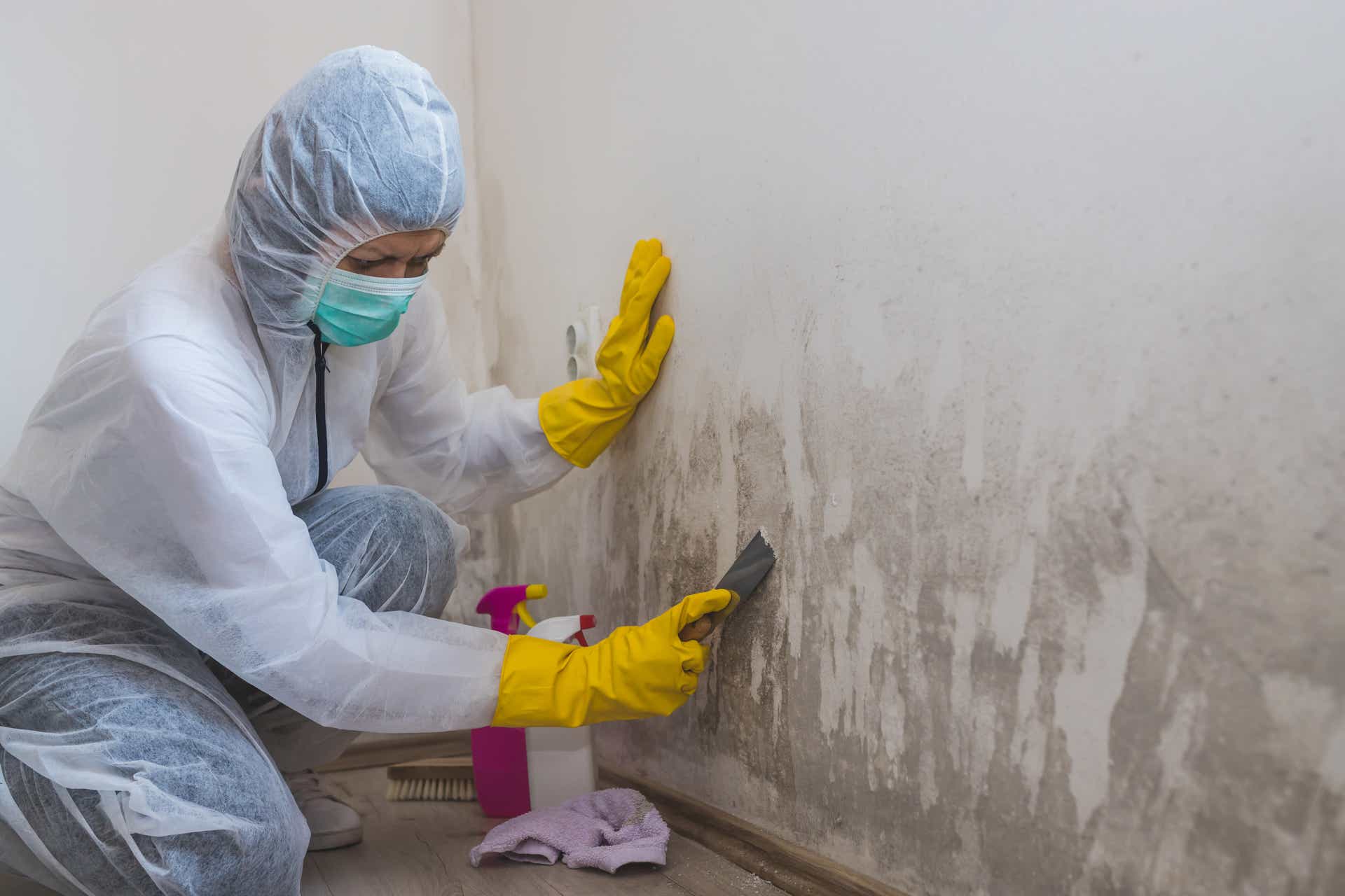Mold Guide: Types of Mold