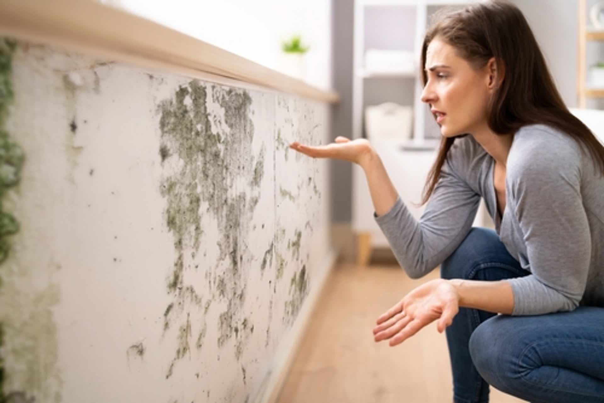 The Signs of Mold in Your Wall