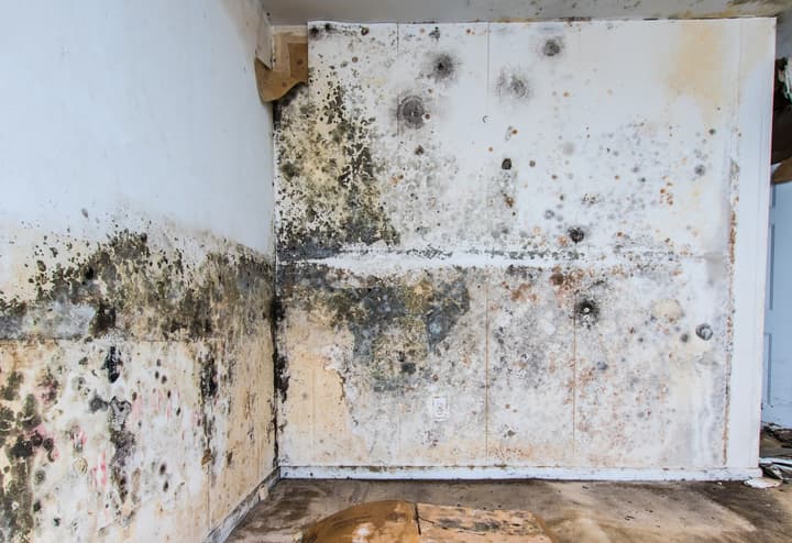 Black Mold vs. Mildew: How to Tell the Difference