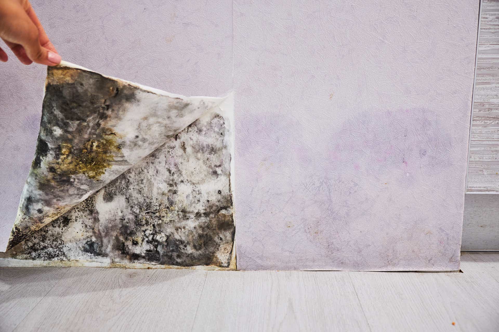 The Mold Remediation Process